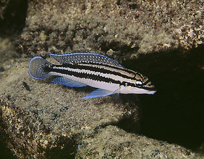 Julidochromis dickfeldi 'Moliro'